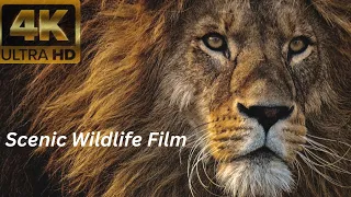 WILD WORLD ANIMALS 4K - Scenic Wildlife Film