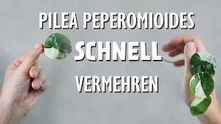 Die schnellste Methode um deine Pilea peperomioides zu vermehren