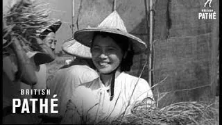 Record Rice Crop From Free China  (1958)