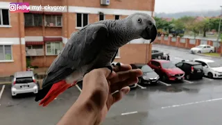 African Grey Parrot - Morning Flight