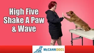 Dog Tricks: How To High Five, Shake A Paw, And How To Wave