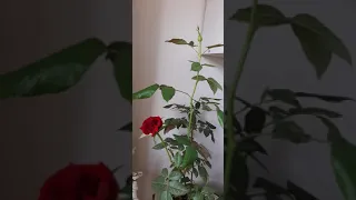 Роза кустовая🌹