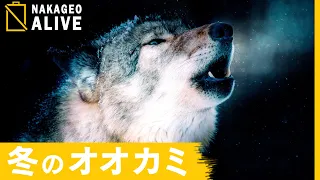 Wolves of the Requiem  -旭山動物園シンリンオオカミたちの遠吠え-