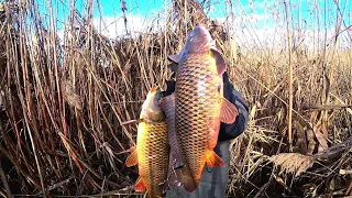 HUGE CARPLES IN THE REEDS. WILD BIT! WINTER FISHING ON LIQUID WATER WITH AN OVERNIGHT IN A TENT