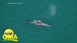 Rare gray whale sighting in the Atlantic