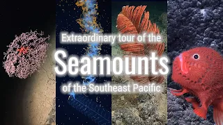 [Simply beautiful] Exploring the Hidden World: Seamounts of the Southeast Pacific