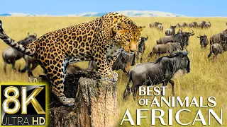 Best of African Animals in 8K ULTRA HD- Survive the Wild - Scenic Relaxation Film with Calming Music