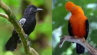 10 Most Beautiful Birds of Amazon Forests