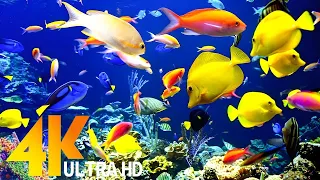 [NEW] 3 HOURS Stunning of 4K Underwater Wonders + Relaxing Music | Coral Reefs & Colorful Sea Life