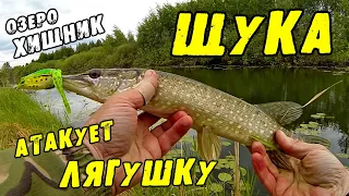 ЩУКА АТАКУЕТ ЛЯГУШКУ!! Ловля Щуки на поверхностные приманки.