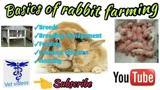 Basics of rabbit farming | Terminologies, breeds, breeding, feeding,housing and disease management