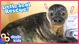 Rescued Seal Does The Funniest Thing When Defending Her Bathtub | Dodo Kids | Rescued!