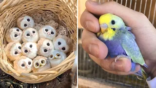 Baby Animals 🔴 Funny Parrots and Cute Birds Compilation (2022) Loros Adorables Recopilación #40
