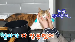 이 날씨에 집나가서 찬 컨테이터 밑에서 떨고있던 고양이[고양이탐정]How to find a lost cat