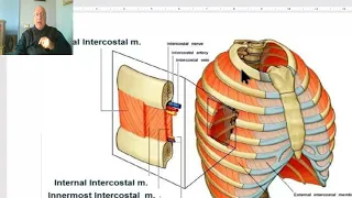 Anatomy of the thorax 2023 (Muscles of the thorax), by Dr. Wahdan