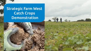 Summer catch crop trial introduction & harvest 2020 results from the AHDB Strategic Cereal Farm West