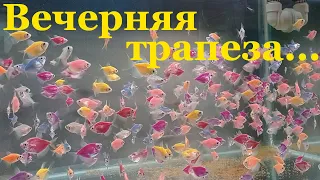 Кормление аквариумных рыбок и небольшое переселение