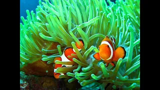 Clownfish with anemone