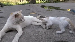 Father Cat met the Kitten after a long time.Funny kitten and a presence Cat.