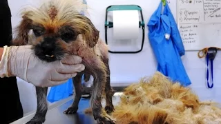 Abandoned Pekingese hides sth worse than ticks under his matted hair