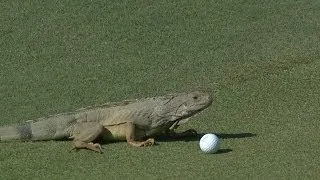 Iguana attacks Andrew Loupe's ball at the Puerto Rico Open