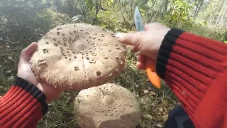 Как отличить гриб "Зонтик" от ложного или поганки