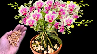 Just need this nut! The secret to helping orchids bloom a lot and never have root rot