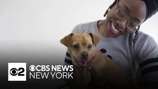 NYC's first pet-friendly shelter opens in the Bronx