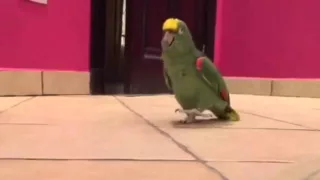 Parrot Laughs Like Super Villain - Triple Fun