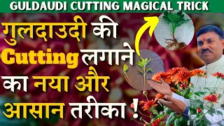 गुलदाउदी की Cutting लगाने का नया और आसान तरीका || Guldaudi Cutting magical Trick || A-Z TIPS
