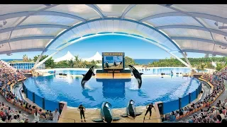 Loro Parque | Tenerife - Canary Islands - Spain | 4K