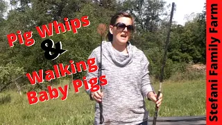 Which Pig Whip to use and How to Start Walking Young Pigs