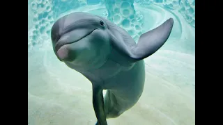 Amazing Dolphins 🐬 Funny Doplhins Compliation