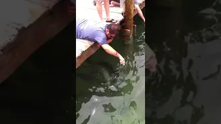 Fish grabs man's arm | Close call | #shorts