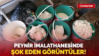 Peynir imalathanesinde şok görüntüler! Zabıta ekipleri gözlerine inanamadı