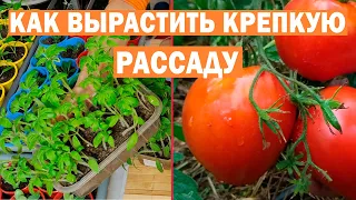 Как вырастить крепкую рассаду томатов?