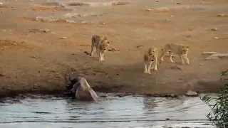 Lions Attack rhino stuck in Mud.