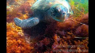 HDObservations : Green Sea Turtle (4K UHD)