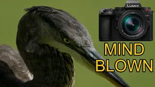 Panasonic G9 II (100-400mm II vs Leica 200mm f2.8 for Wildlife)