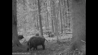 Кабанчики играют, фотоловушка, московская область