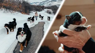 OUR 14 BERNESE MOUNTAIN DOGS! New Puppies are Born! Ep. 4 || vlog013