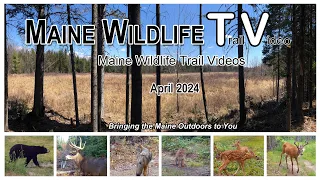Maine Whitetail Deer/Turkey/Bear/Doe Grunting/Otter/Bobcat/Coyote/Geese