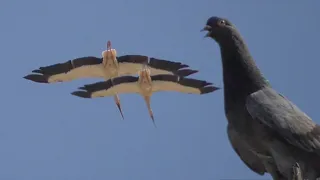 Моя Коллекция Голубей ПОТИХОНЬКУ играет,My Collection of Pigeons is slowly playing