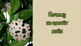 Почему не цветет хойя