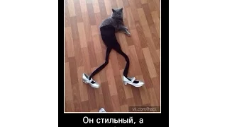 СМЕШНОЕ ВИДЕО ВПУСТИ КОТА  СМОТРЕТЬ ВСЕМ!!!! FUNNY CAT