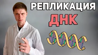 Репликация ДНК | ЕГЭ Биология