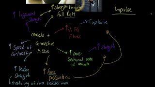 OCR A-level PE: Strength Adaptations