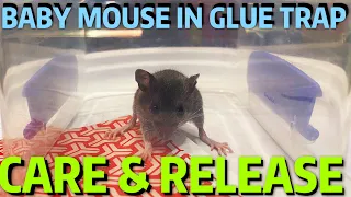 Saving a Baby Mouse from Glue Trap