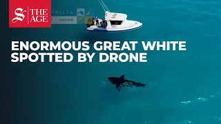 Drone spots enormous great white shark in Esperance, Western Australia