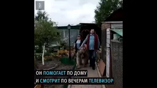 медведь дома )))